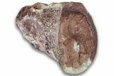 Triassic Fossil Phytosaur Vertebra - New Mexico #325136-1